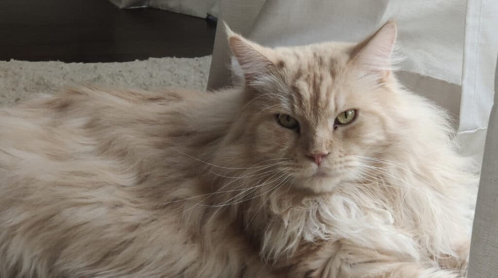 Hylissang's grumpy cat (Image via Hylissang Twitter)