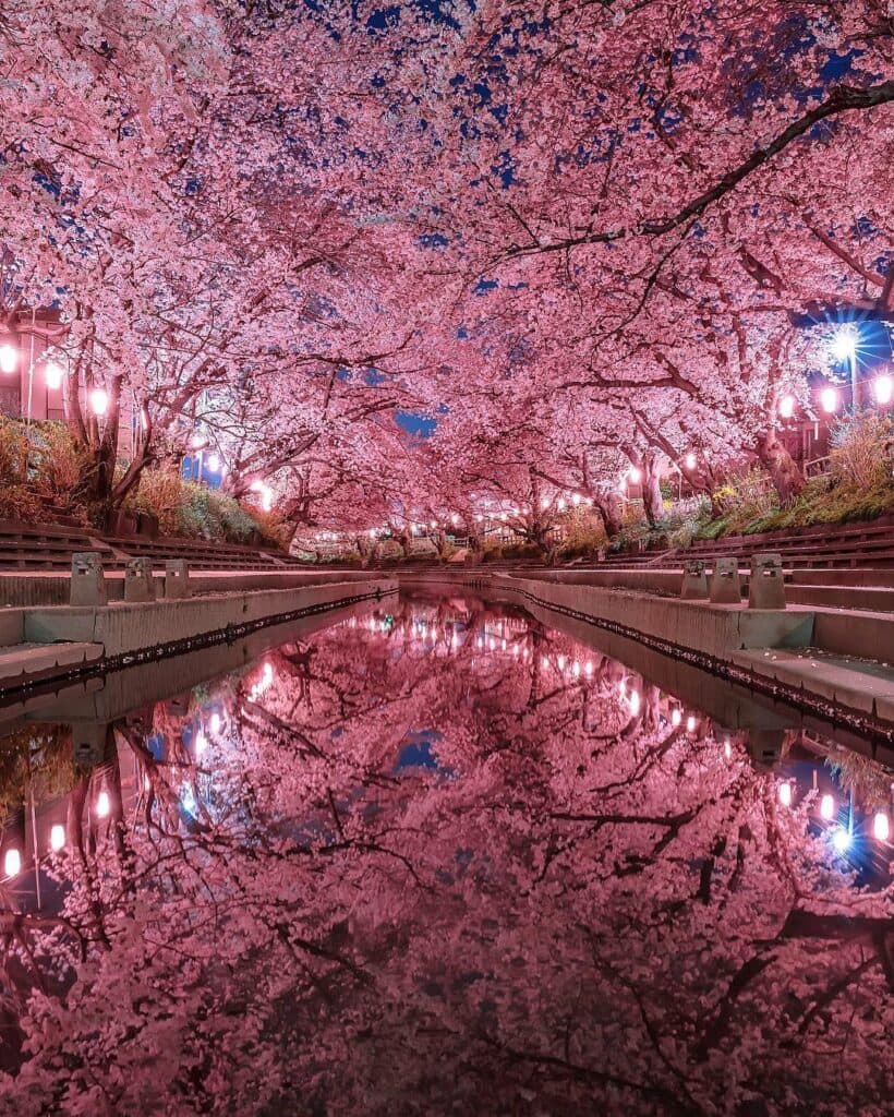 Cherry blossom season in Japan (via: <a href="https://www.instagram.com/number_shiiix/" target="_blank" rel="noreferrer noopener">number_shiiix</a>)