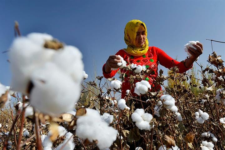 <em>There are concerns over forced labor in Chinese cotton fields which might be part of supply chains for Multinational companies. Image Credit: </em><a href="https://www.yicaiglobal.com/news/muji-marks-products-with-xinjiang-cotton-tags-in-china-denies-boycott-"><em>YicaiGlobal</em></a><em>.&nbsp;</em>